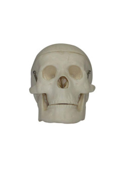 MINIATURE PLASTIC SKULL